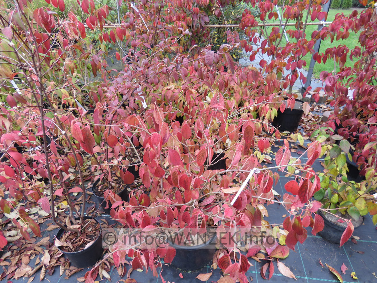 Viburnum plicatum Cascade 05 Herbst.JPG